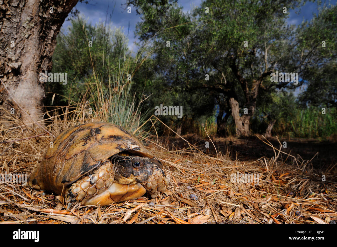 Chat tortue, marginated tortoise (Testudo marginata), dans une oliveraie, Grèce, Péloponnèse Banque D'Images Chat tortue, marginated tortoise (Testudo marginata), dans une oliveraie, Grèce, Péloponnèse Banque D'Images