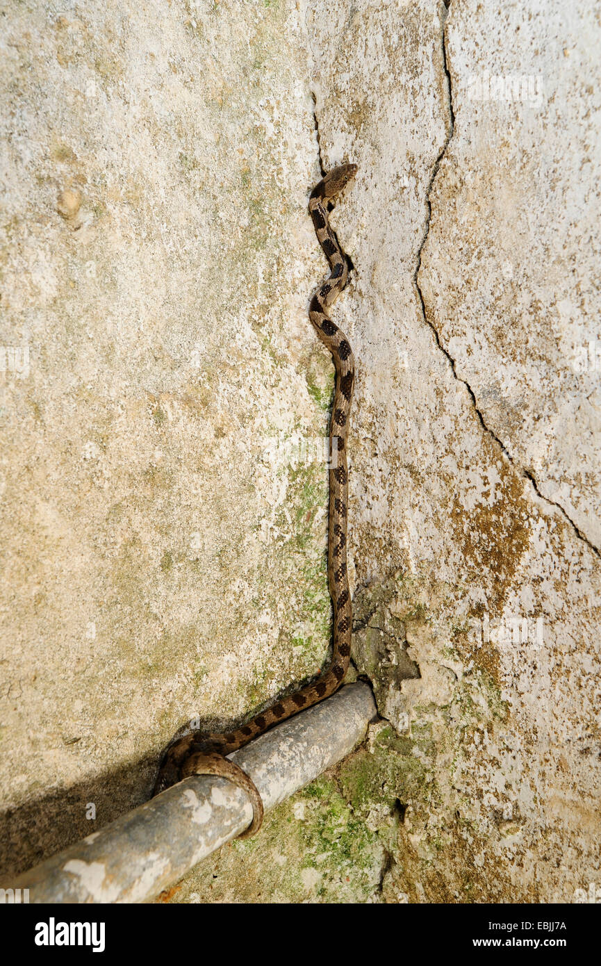 Cat, serpent serpent chat européen (Telescopus fallax), escalade un mur, Grèce, Péloponnèse, Messinien Banque D'Images