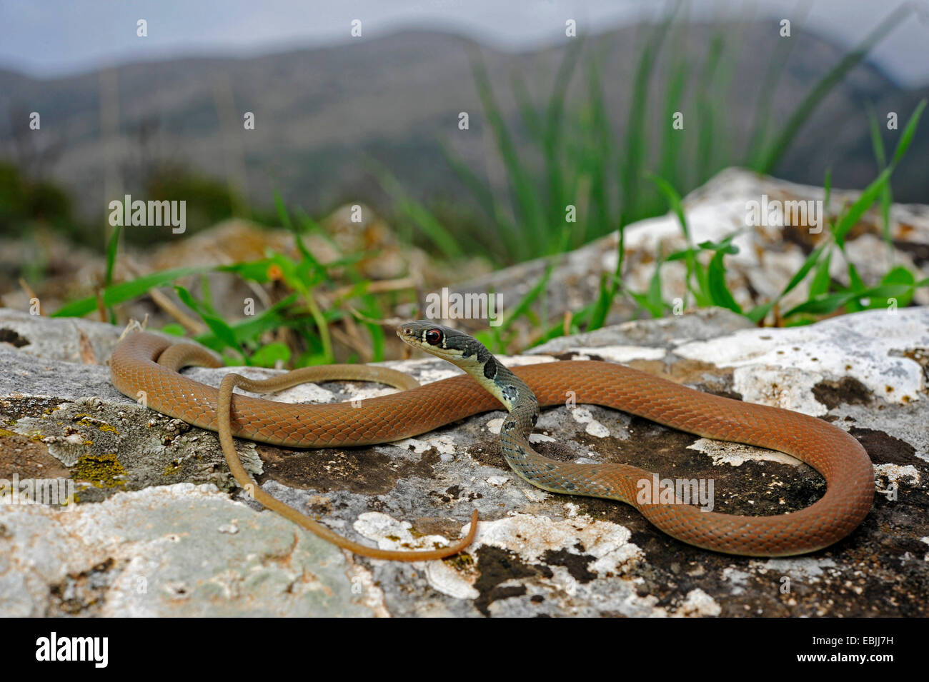 Whip vert clair, Dahl's snake snake whip (Coluber najadum dahli, Platyceps najadum dahli), latent, Grèce, Péloponnèse Banque D'Images