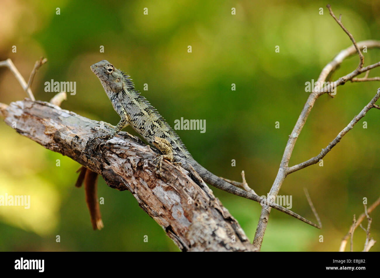 Bloodsucker commun indien, lézard, variable variable agama, chameleon (Calotes versicolor), assis sur une branche, le Sri Lanka, le Parc National de Wilpattu Banque D'Images