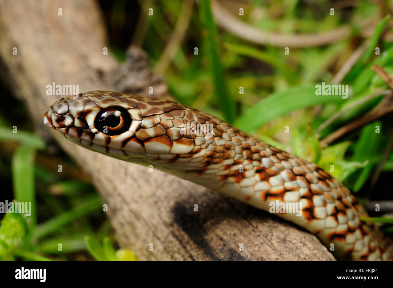 Grand Fouet Dolichophis caspius (serpent, Coluber caspius), portrait d'un mineur, la Grèce, Macédoine Banque D'Images