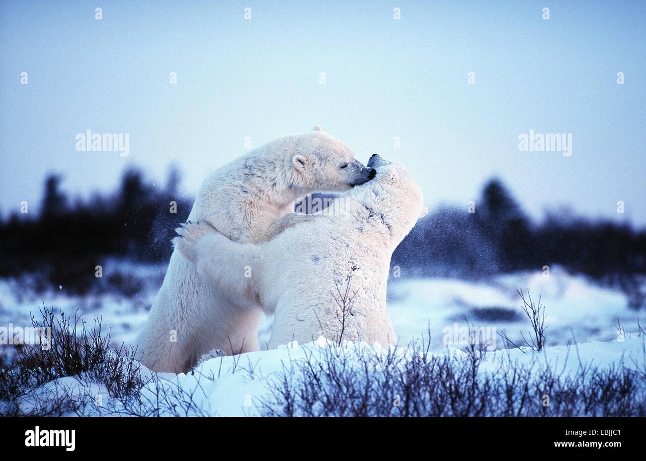 L'ours polaire (Ursus maritimus), les combats, le Canada, le Manitoba Banque D'Images