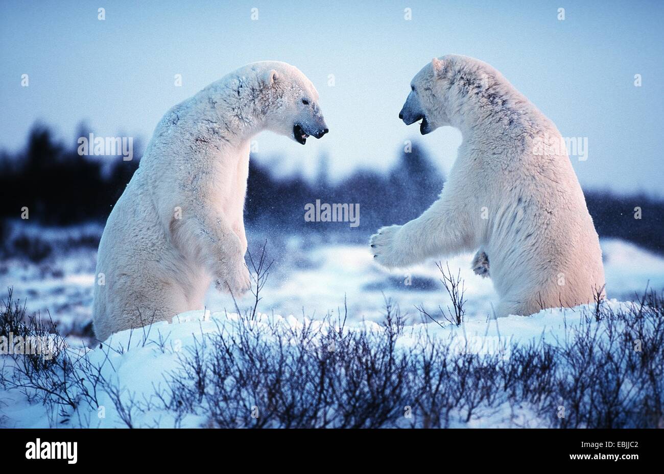 L'ours polaire (Ursus maritimus), les combats, le Canada, le Manitoba Banque D'Images