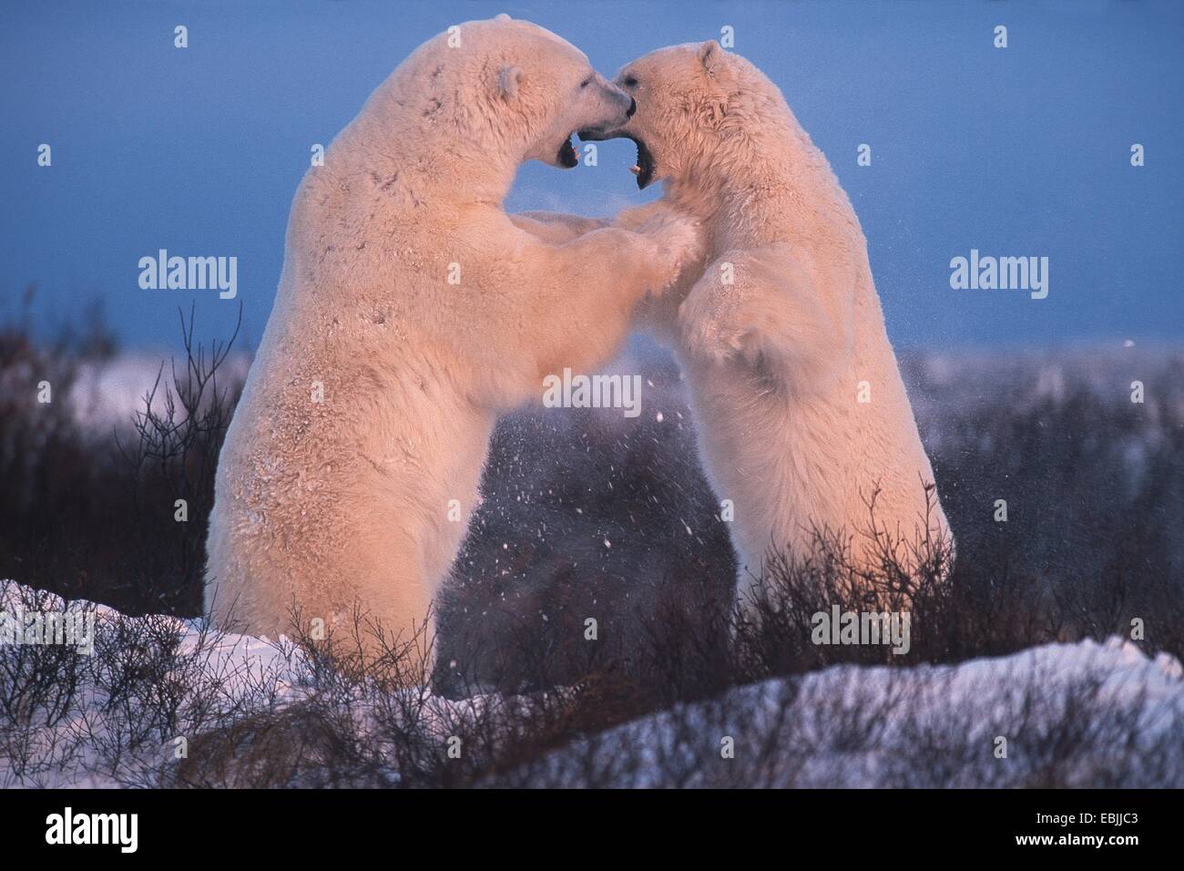 L'ours polaire (Ursus maritimus), combats dans la lumière du soir, le Canada, le Manitoba Banque D'Images