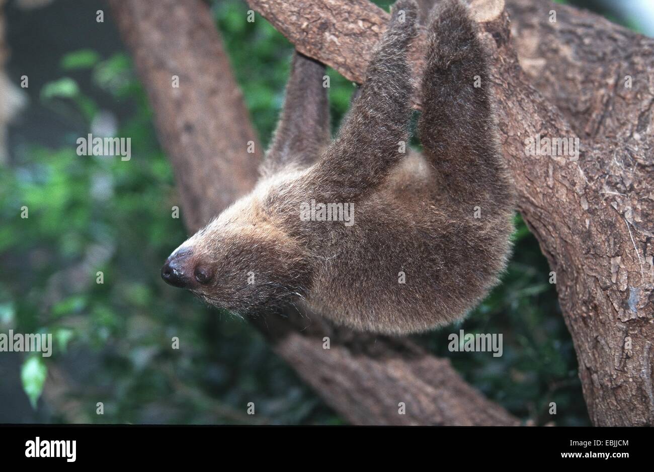 Deux Linné-toed sloth (Choloepus didactylus), juvénile Banque D'Images