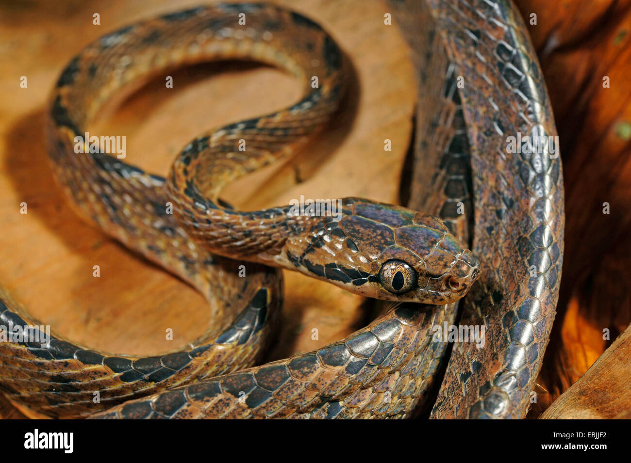 Sri Lanka serpent Boiga ceylonensis (cat), allongé sur le sol, le Sri Lanka, Sinharaja Forest National Park Banque D'Images