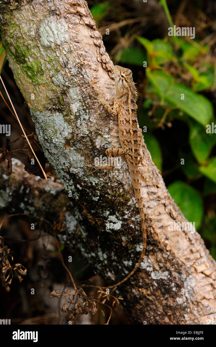 Bloodsucker commun indien, lézard, variable variable agama, chameleon (Calotes versicolor), assis sur un tronc d'arbre, le Sri Lanka, Sinharaja Forest National Park Banque D'Images
