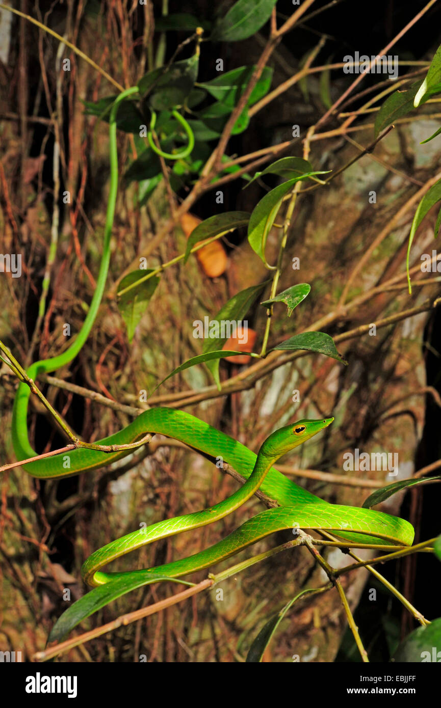 Le whipsnake, vert serpent de vigne (Ahaetulla nasuta), de fétuque dans un buisson, le Sri Lanka, Sinharaja Forest National Park Banque D'Images