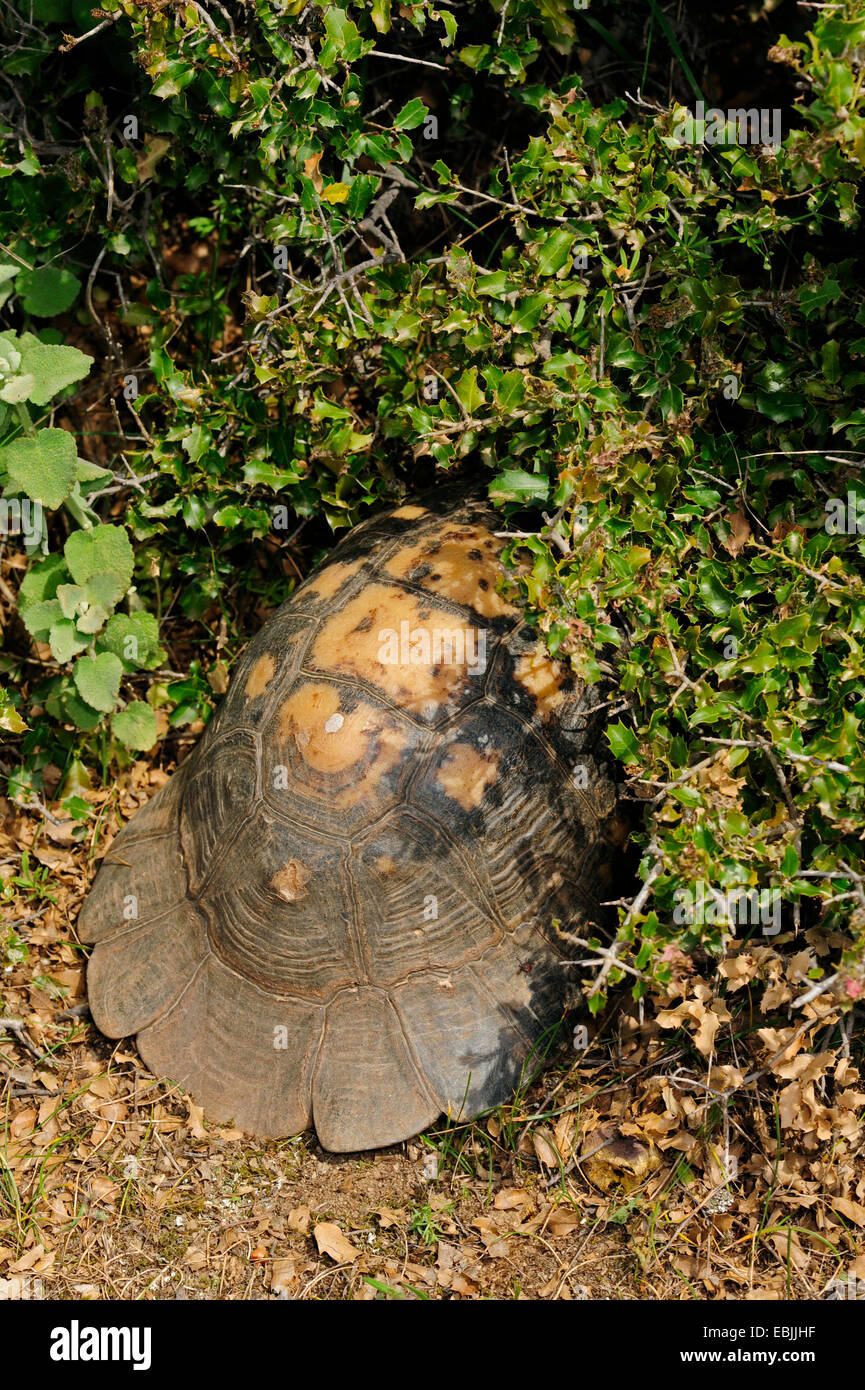 Chat tortue, marginated tortoise (Testudo marginata), poussant hors d'un fourré avec la tête et les jambes tirées en Thessalie, Grèce, Banque D'Images Chat tortue, marginated tortoise (Testudo marginata), poussant hors d'un fourré avec la tête et les jambes tirées en Thessalie, Grèce, Banque D'Images