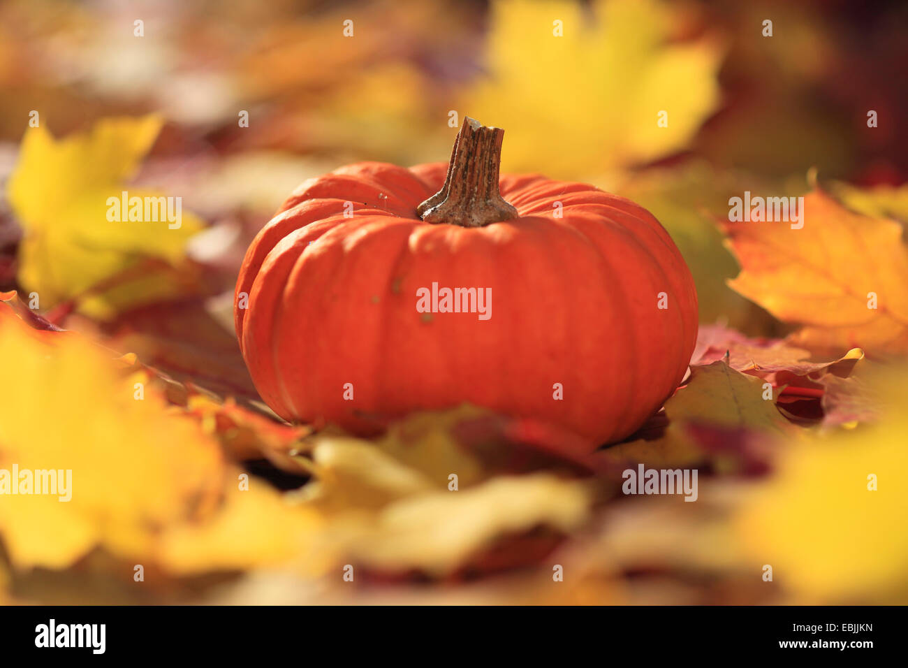Sur les feuilles de citrouille, Suisse Banque D'Images