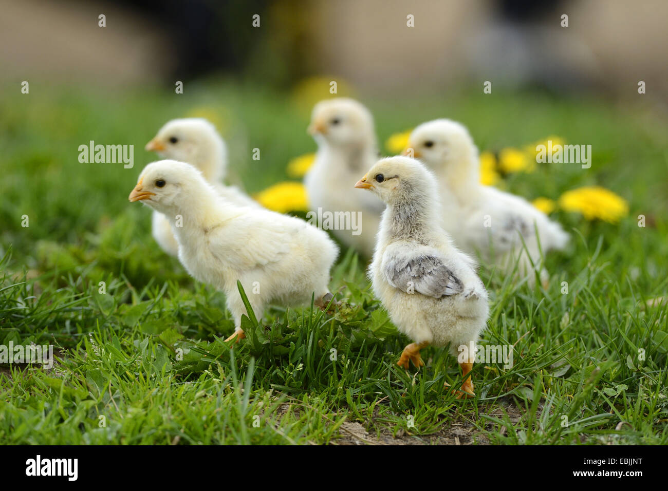 Les oiseaux domestiques (Gallus gallus f. domestica), d'une semaine des poulets dans un pré, Allemagne Banque D'Images