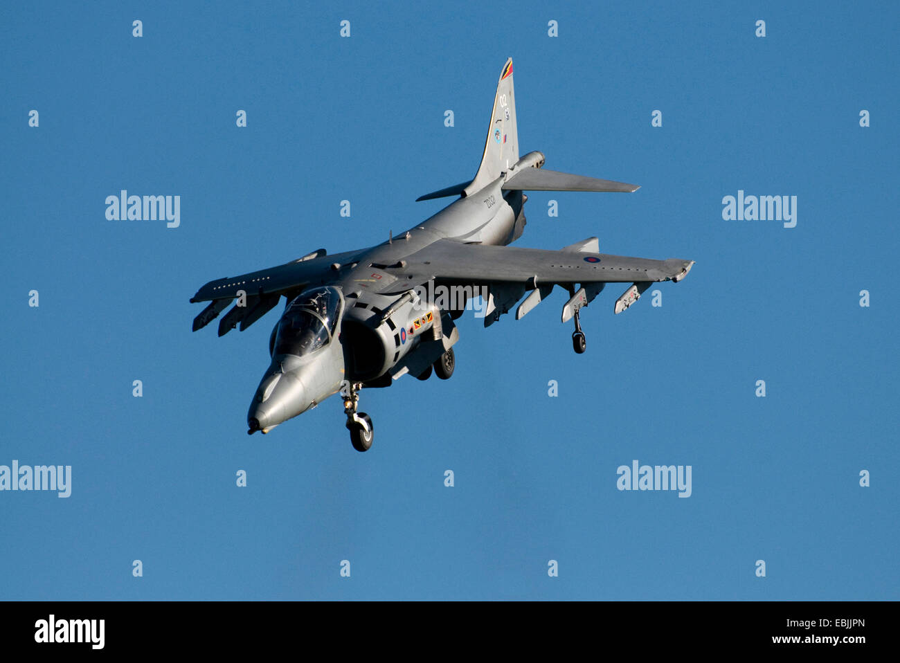 Harrier Hawker, planant Banque D'Images