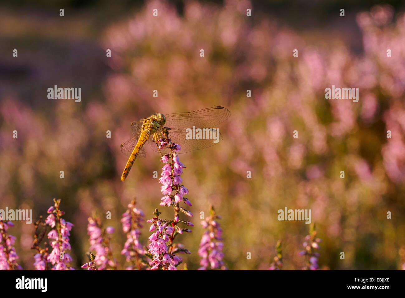 Libellule posée sur heather en lumière au coucher du soleil Banque D'Images