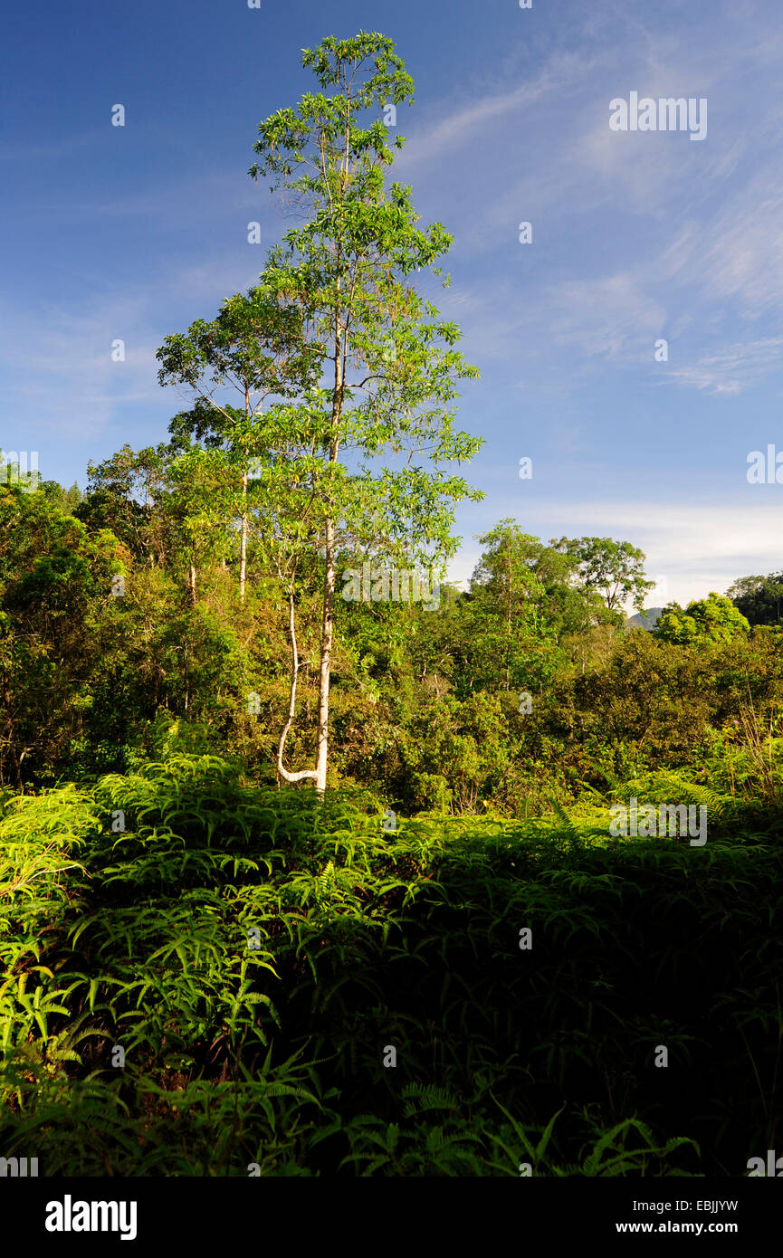 La végétation dans le parc national de la forêt de Sinharaja, Sri Lanka, Sinharaja Forest National Park Banque D'Images