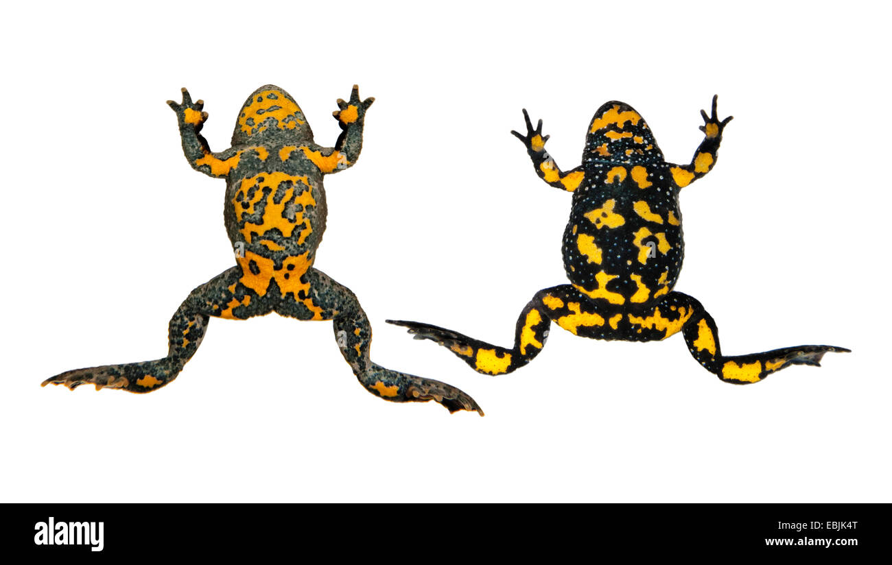 Crapaud à ventre jaune, crapaud Yellowbelly, fire-toad (Bombina variegata), dessous de crapaud à ventre jaune (Bombina variegata) et Fire-bellied toad (Bombina bombina, droite), l'Allemagne, Rhénanie-Palatinat Banque D'Images
