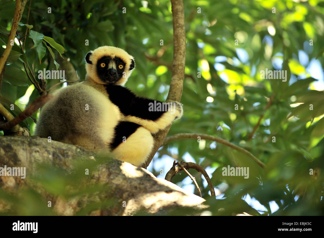 Lémurien noir (Eulemur macaco macaco, Lemur macaco macaco), Sitting on branch, Madagascar, Nosy Tanikely Naturpark Banque D'Images