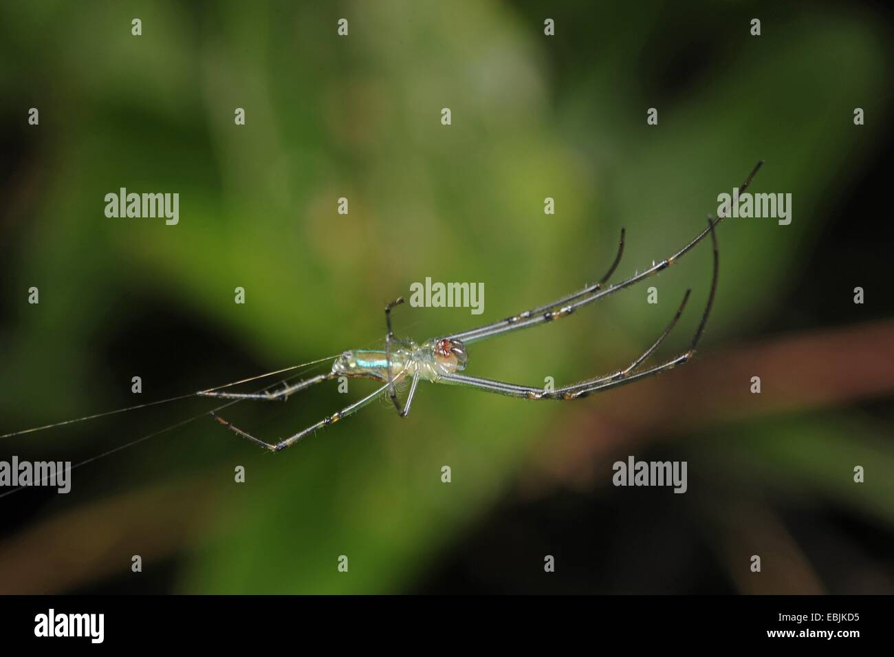 Les araignées géantes, de la soie d'araignée Nephila pilipes (bois, Nephila maculata, Nephilidae ), dans son site web, le Sri Lanka, Sinharaja Forest National Park Banque D'Images