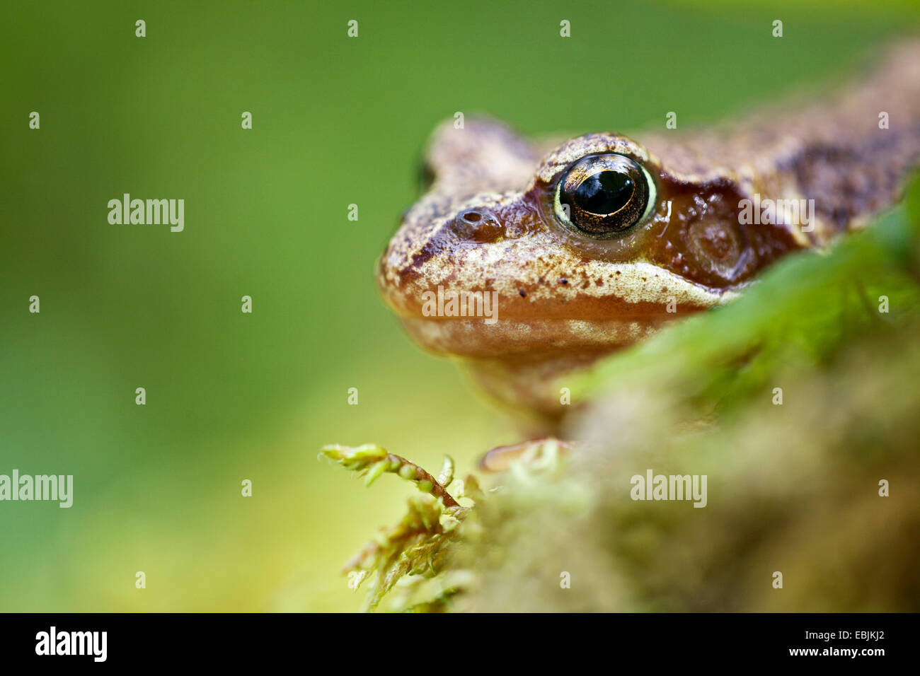 Grenouille rousse, grenouille herbe (Rana temporaria), portrait, la Suède, l'Abisko National Park Banque D'Images