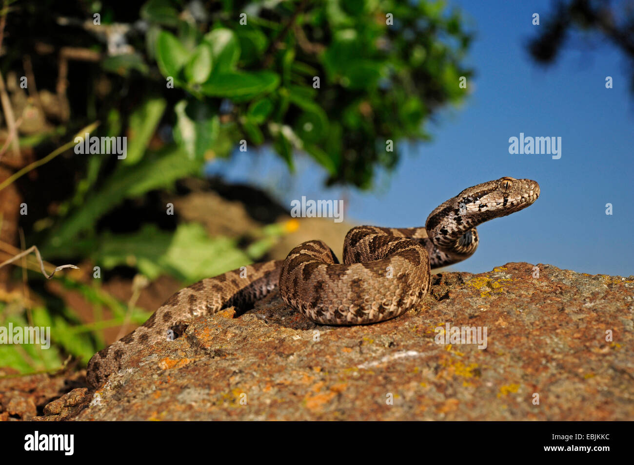 Viper côtières littorales européennes, Viper, viper Ottoman, Proche Orient (vipère Vipera xanthina Montivipera xanthina, Daboia, xanthina), juvénile sur un rocher, la Grèce, Thrakien Banque D'Images