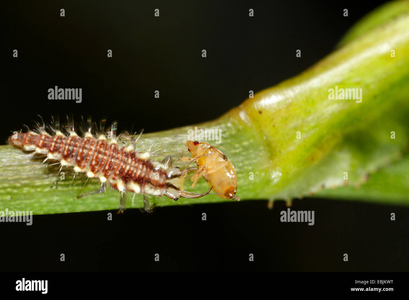 La chrysope verte (Chrysoperla carnea, Anisochrysa, Chrysopa carnea carnea), larves de chrysopes vertes se nourrit de puceron, Germany Banque D'Images