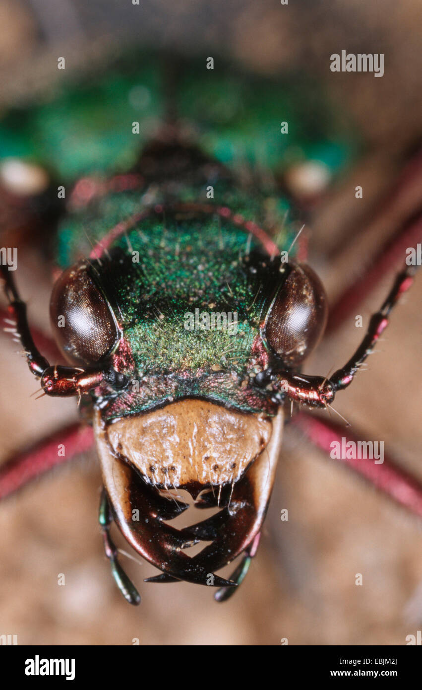 Green tiger beetle (Cicindela campestris), portrait Banque D'Images