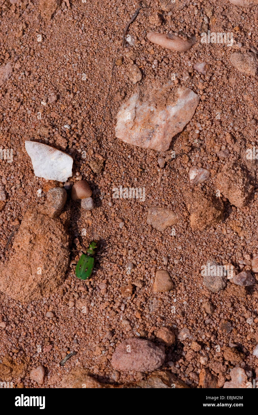 Green tiger beetle (Cicindela campestris), sur un chemin, France, Vosges Banque D'Images