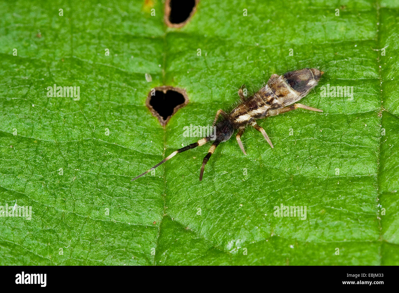 Springtail (Orchesella flavescens var. melanocephala), assis sur une feuille, Allemagne Banque D'Images