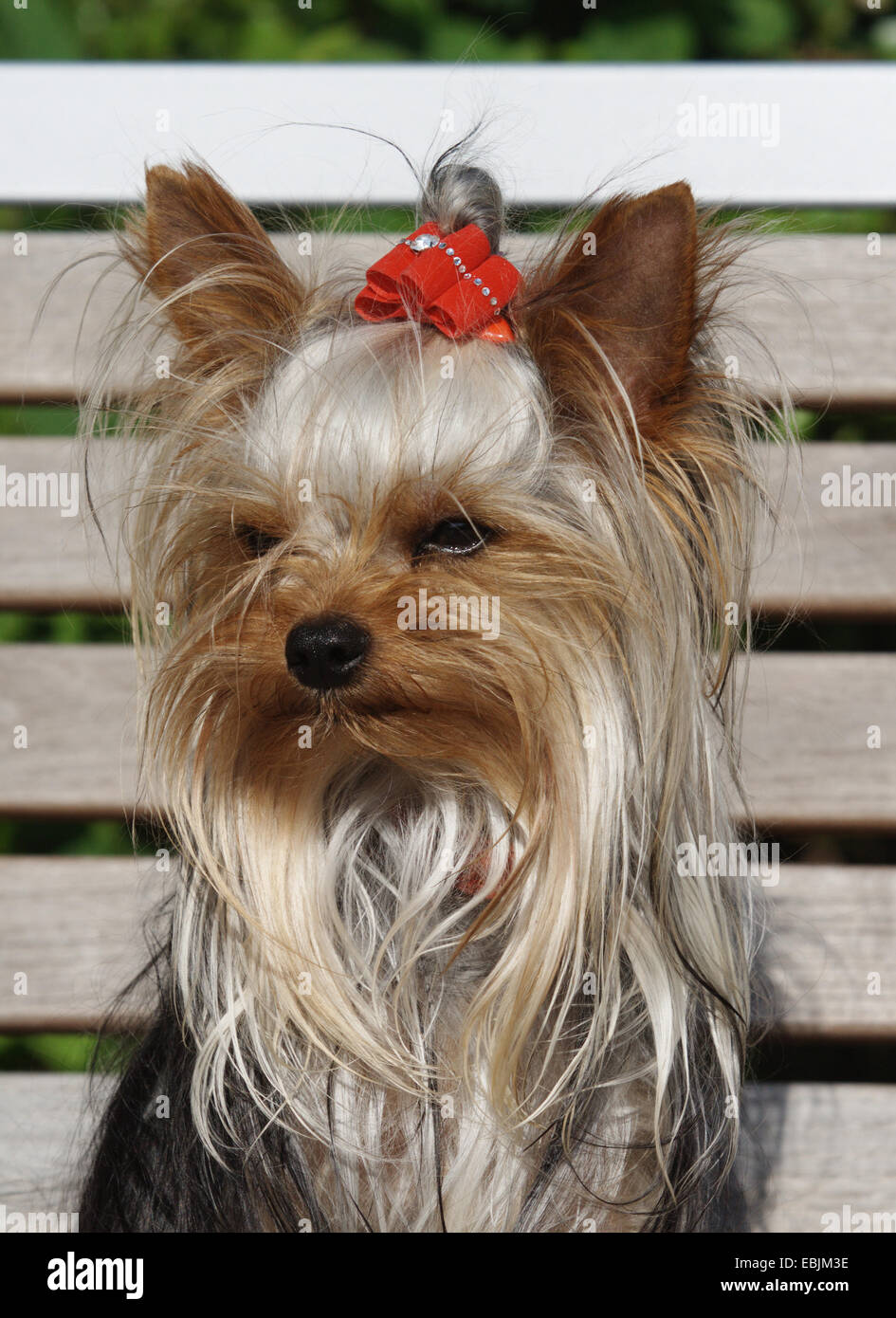 Yorkshire Terrier (Canis lupus f. familiaris), portrait, assis sur un banc en bois avec un ruban rouge dans les cheveux, Allemagne Banque D'Images