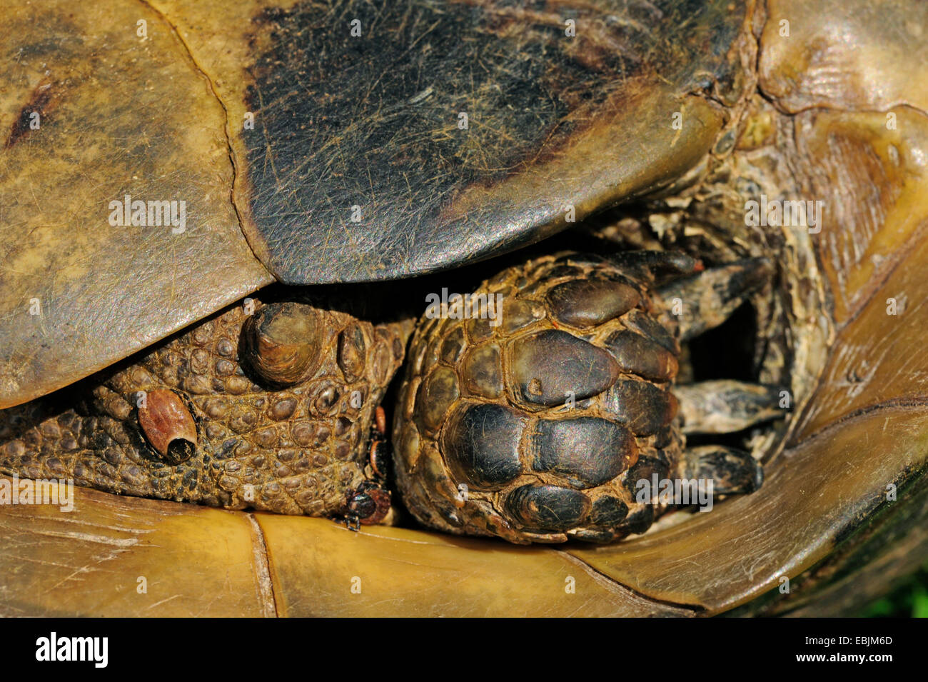 Spur-thighed tortoise, épi-thighed Méditerranée, tortue, tortue tortue grecque commune (Testudo graeca, Testudo graeca ibera ), cochez sur le botton, Grèce, Thrakien Banque D'Images