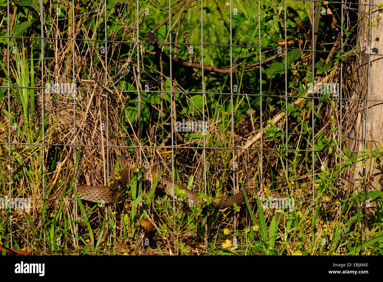 L'Est de Montpellier (Malpolon insignitus Couleuvre Malpolon monspessulanus insignitus, ), de la clôture, Grèce, Macédoine, Kato Olymp Banque D'Images