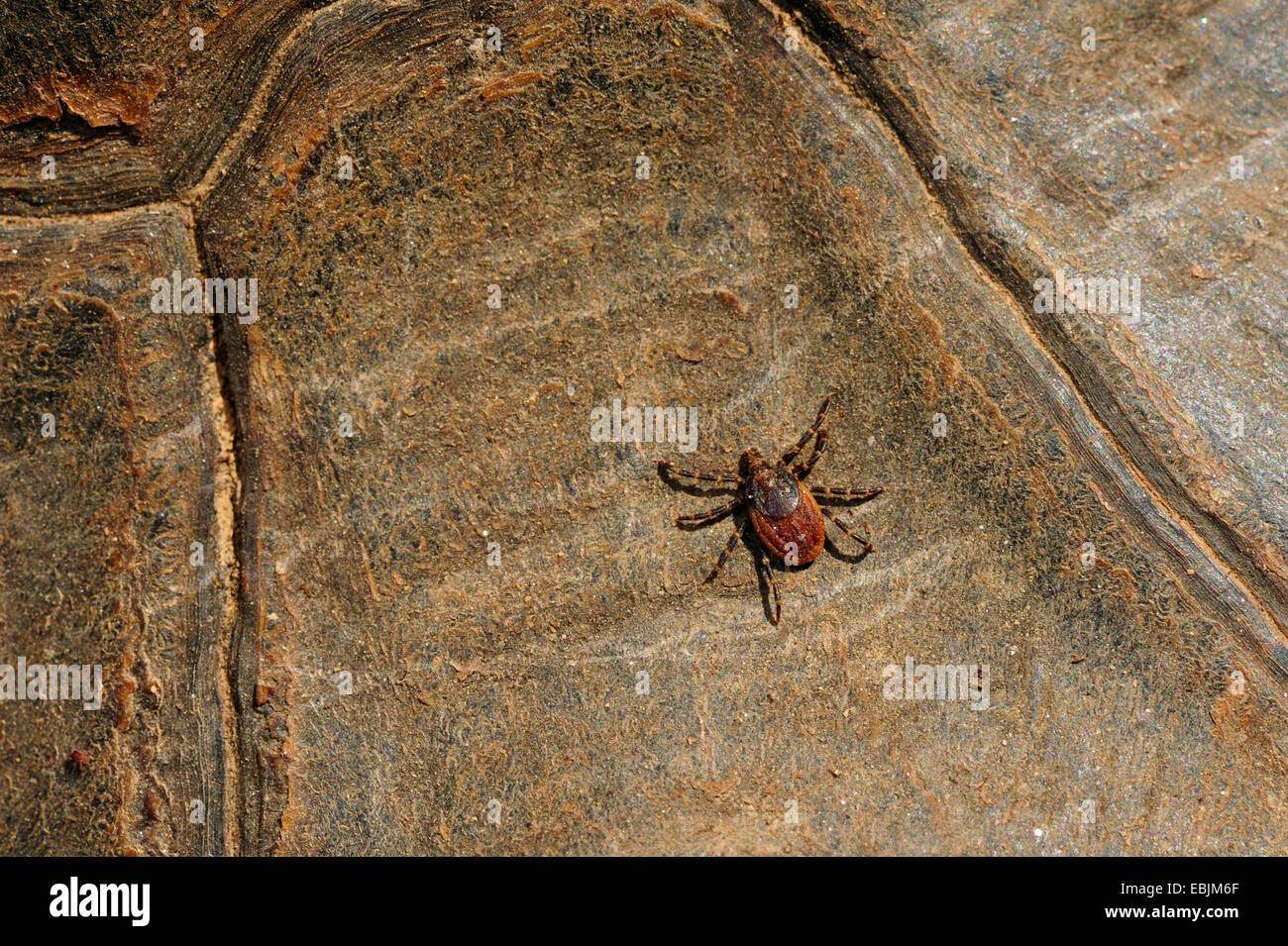 Chat tortue, marginated tortoise (Testudo marginata), cochez sur la coquille, Grèce Banque D'Images Chat tortue, marginated tortoise (Testudo marginata), cochez sur la coquille, Grèce Banque D'Images
