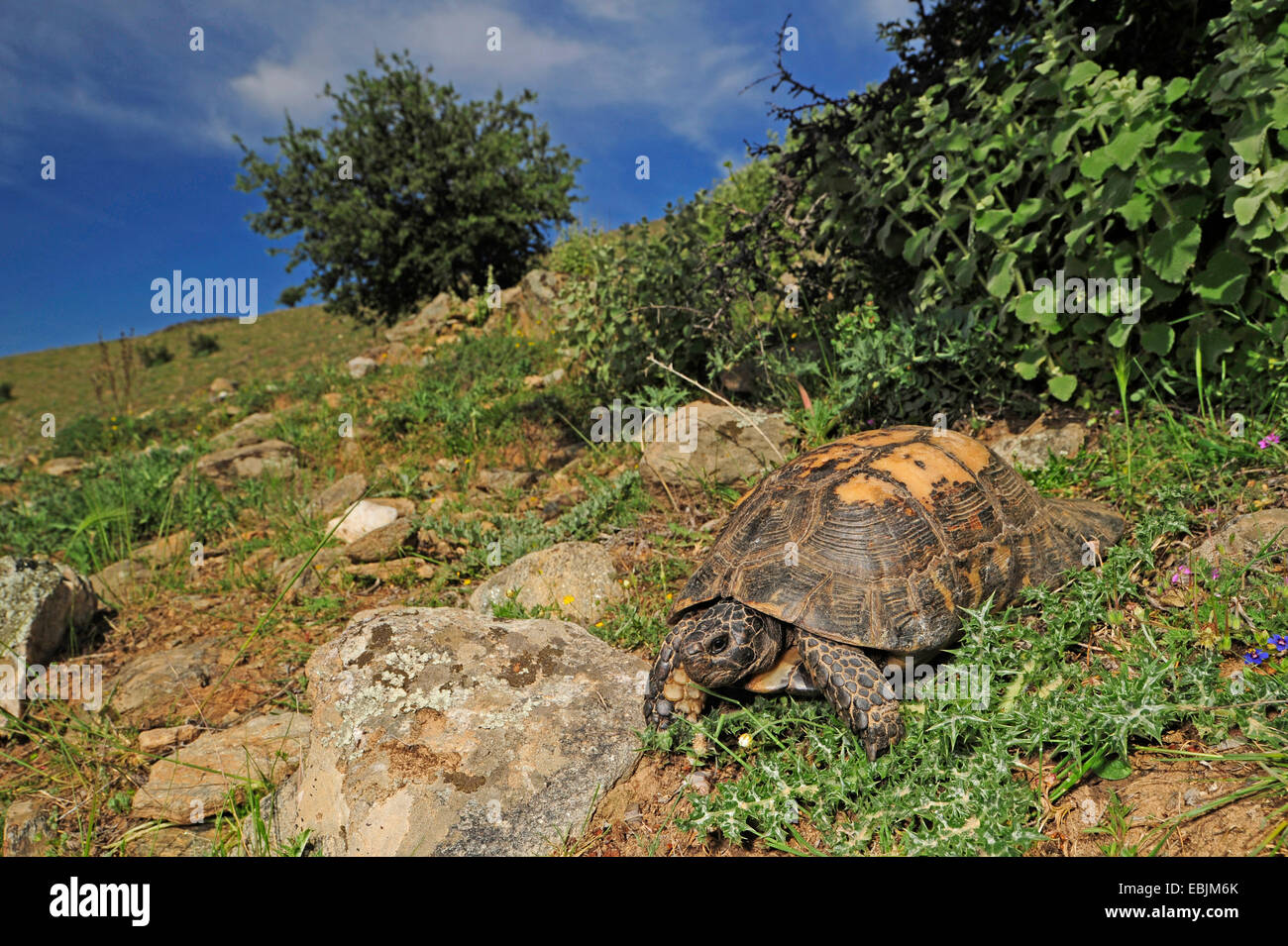 Chat tortue, marginated tortoise (Testudo marginata), dans l'habitat, la Grèce, la Thessalie Banque D'Images Chat tortue, marginated tortoise (Testudo marginata), dans l'habitat, la Grèce, la Thessalie Banque D'Images