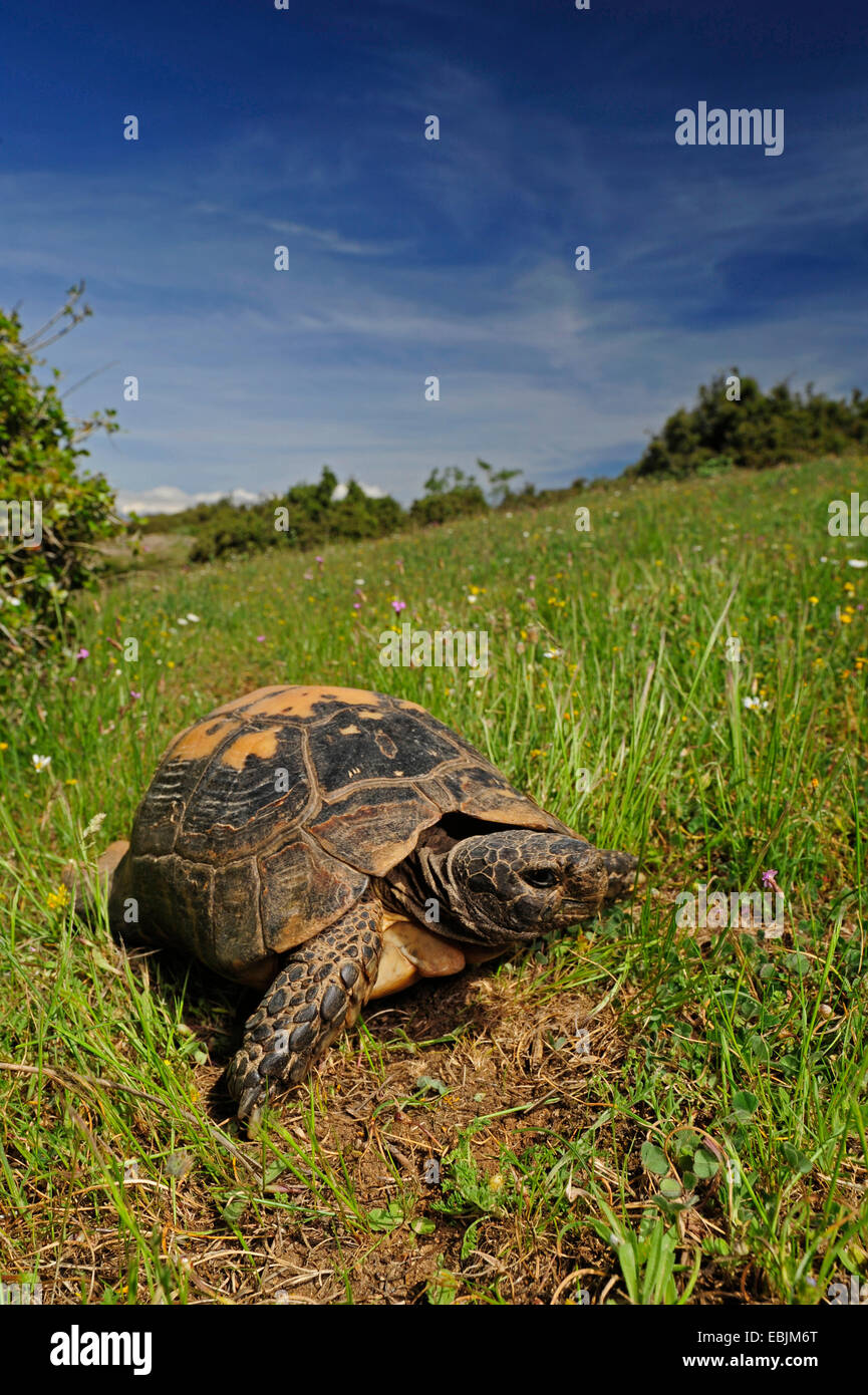 Chat tortue, marginated tortoise (Testudo marginata), marche à pied, de la Grèce, de l'Ossa Banque D'Images Chat tortue, marginated tortoise (Testudo marginata), marche à pied, de la Grèce, de l'Ossa Banque D'Images