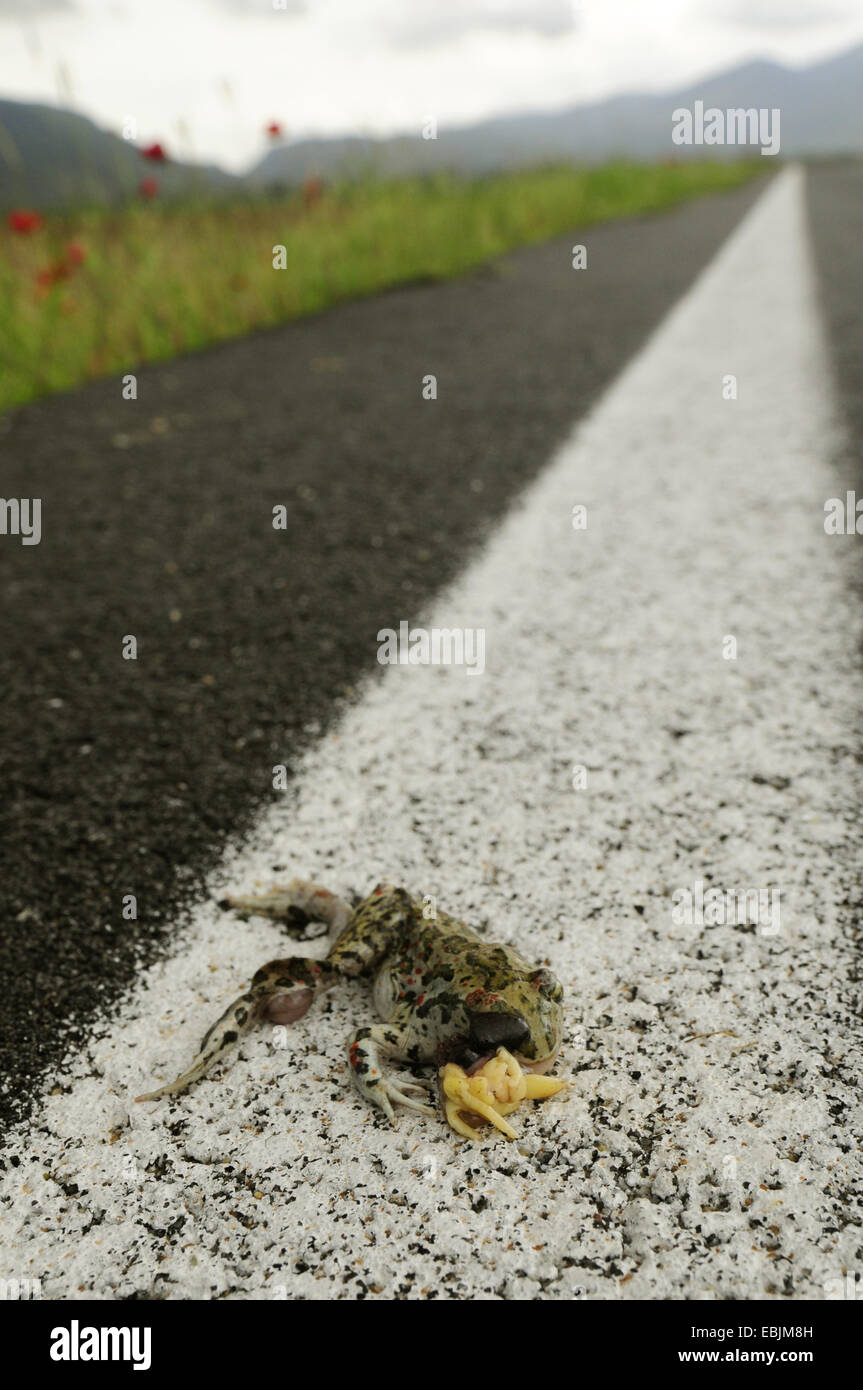 Crapaud d'Europe orientale, République spadefoot (Pelobates syriacus), individu de dépassement sur une route, Grèce Banque D'Images