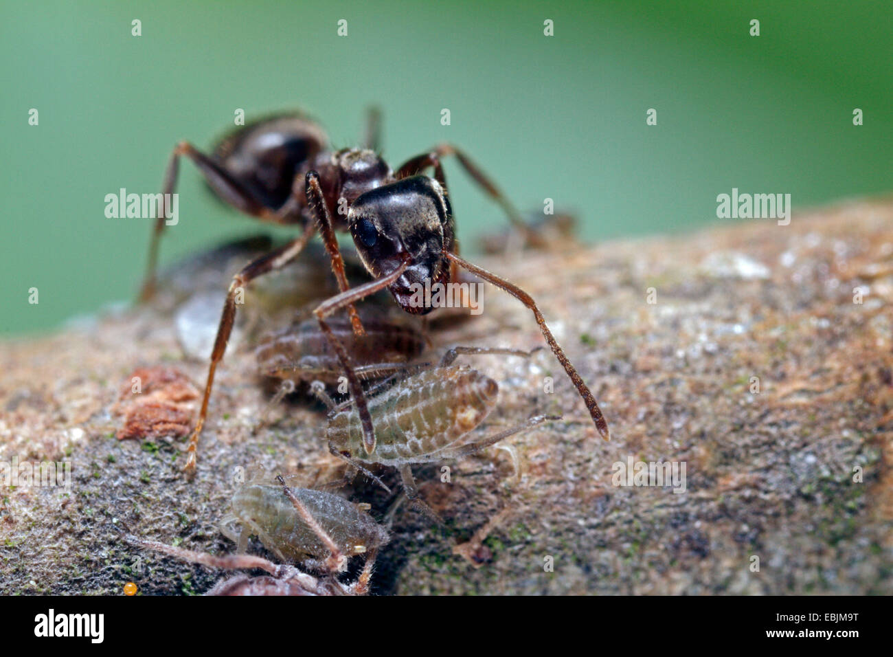 Black ant, fourmi noire, jardin commun (Lasius niger) ant noir, ant Jardin puceron de traite (Pterocomma spec.), l'Allemagne, la Bavière Banque D'Images