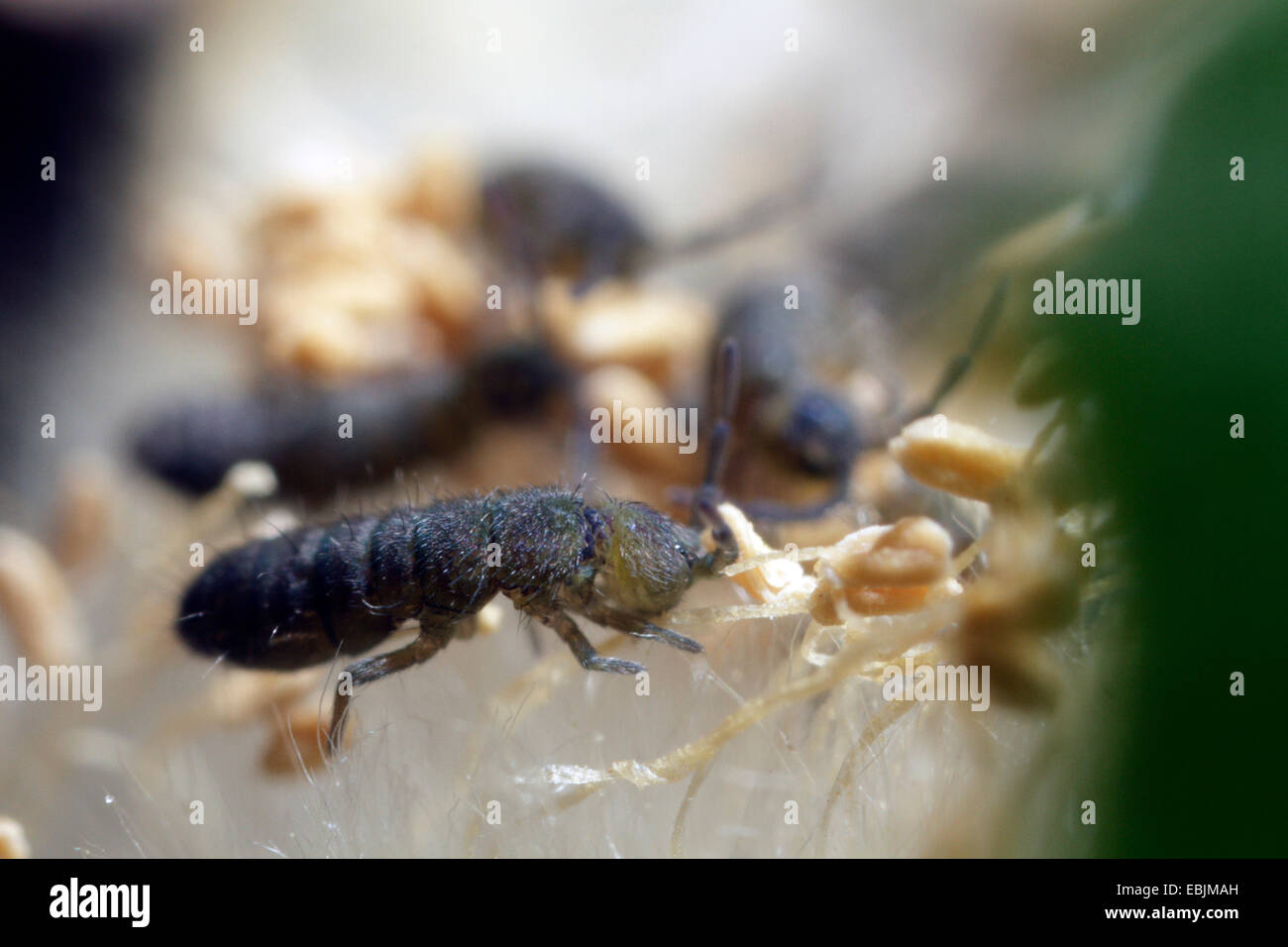 Green springtail (Isotoma viridis), Vert les collemboles se nourrissant de un chaton de saule, l'Allemagne, la Bavière Banque D'Images