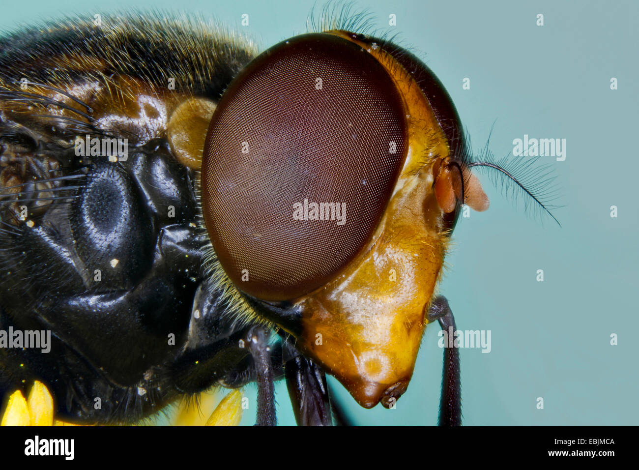 Hover-fly (Volucella pellucens), oeil, Allemagne Banque D'Images