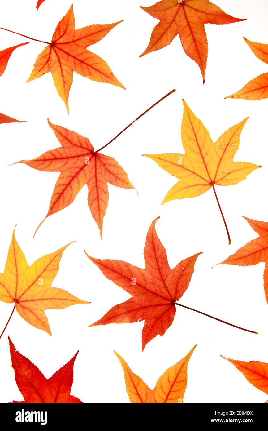 Noyer satiné, Liquidambar, Red Gum (Liquidambar styraciflua), les feuilles d'automne Banque D'Images