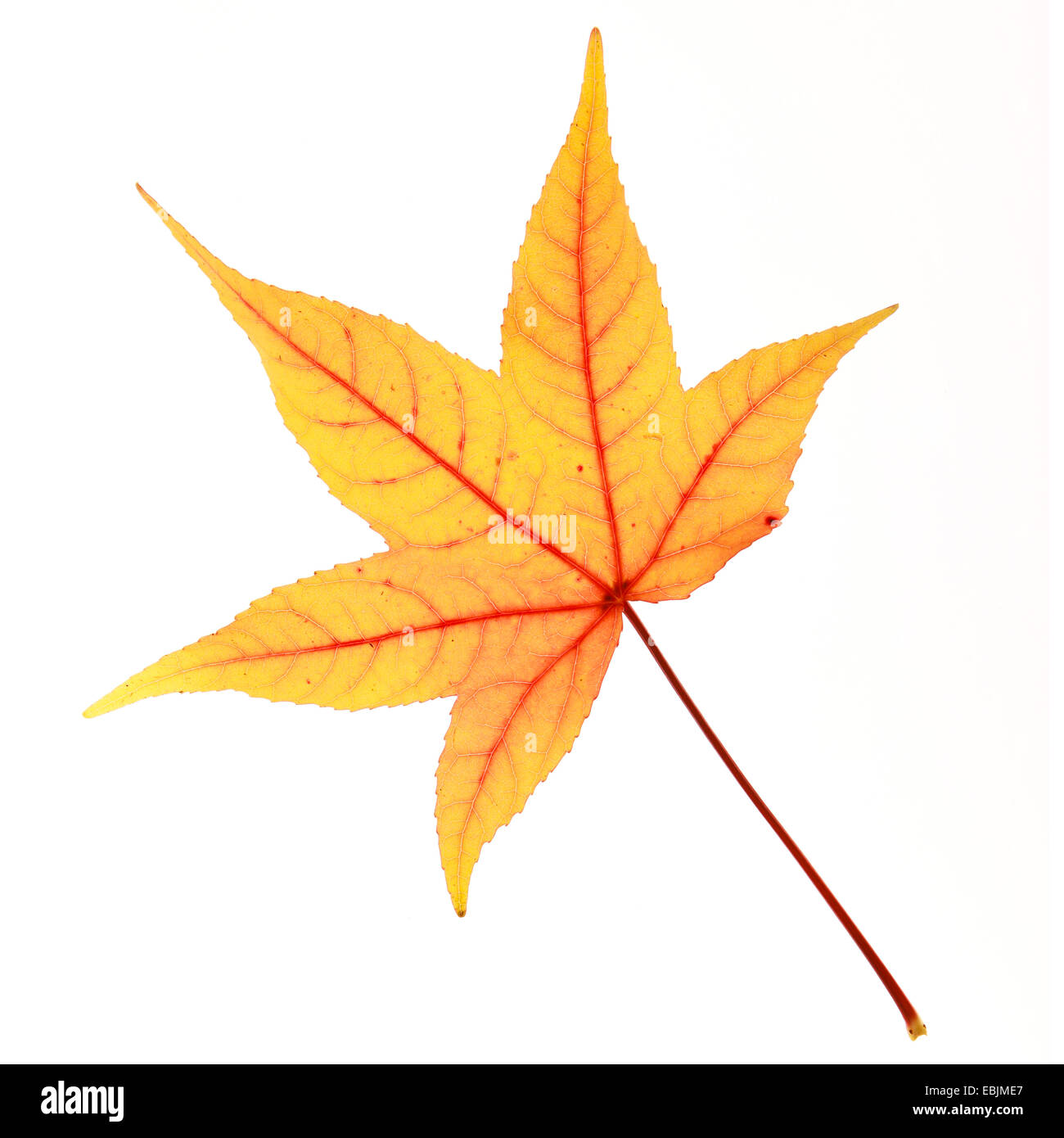 Noyer satiné, Liquidambar, Red Gum (Liquidambar styraciflua), feuille d'automne Banque D'Images