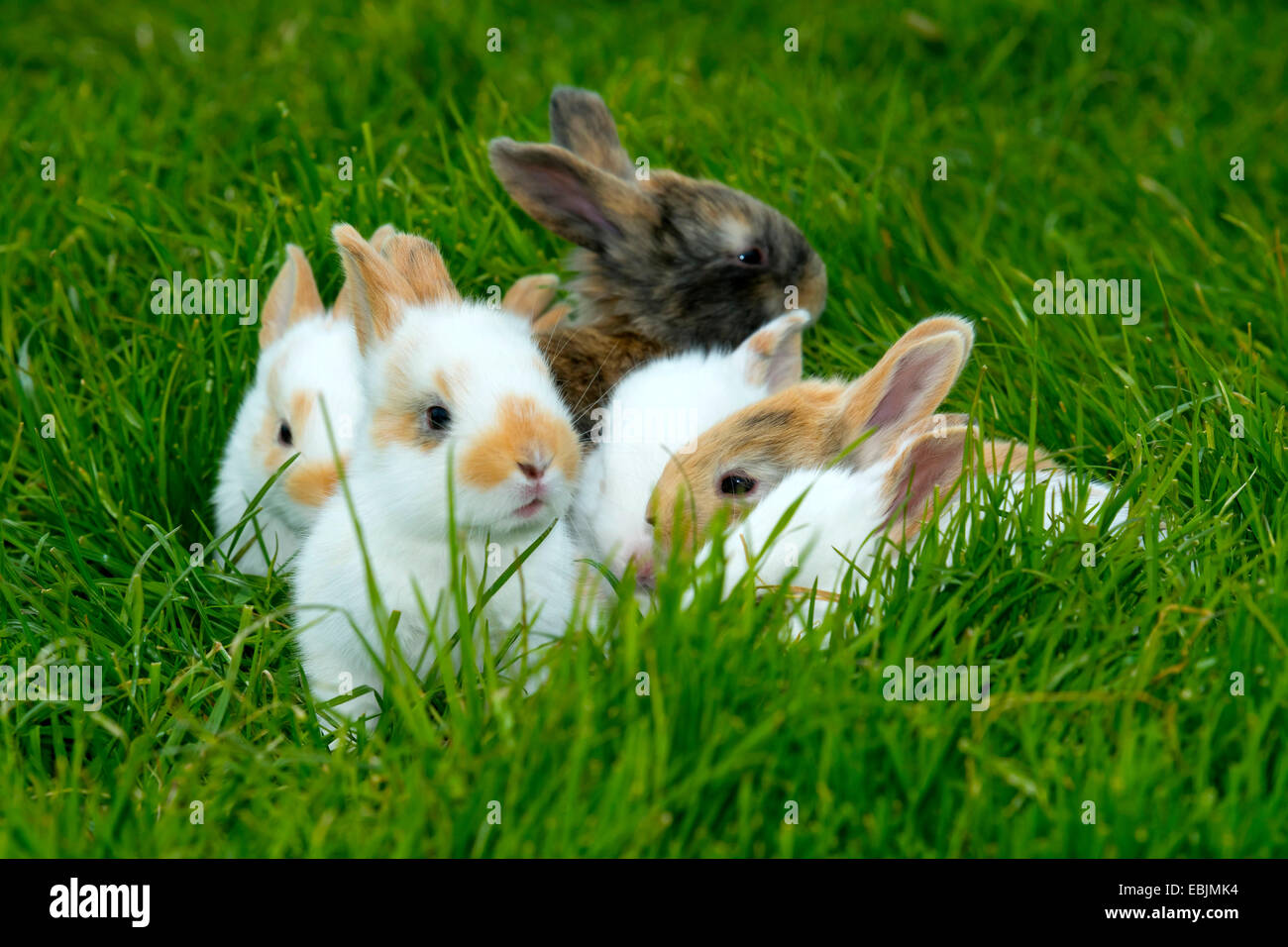 Lapin domestique (Oryctolagus cuniculus f. domestica), des lapins dans l'herbe, Allemagne, Rhénanie du Nord-Westphalie Banque D'Images