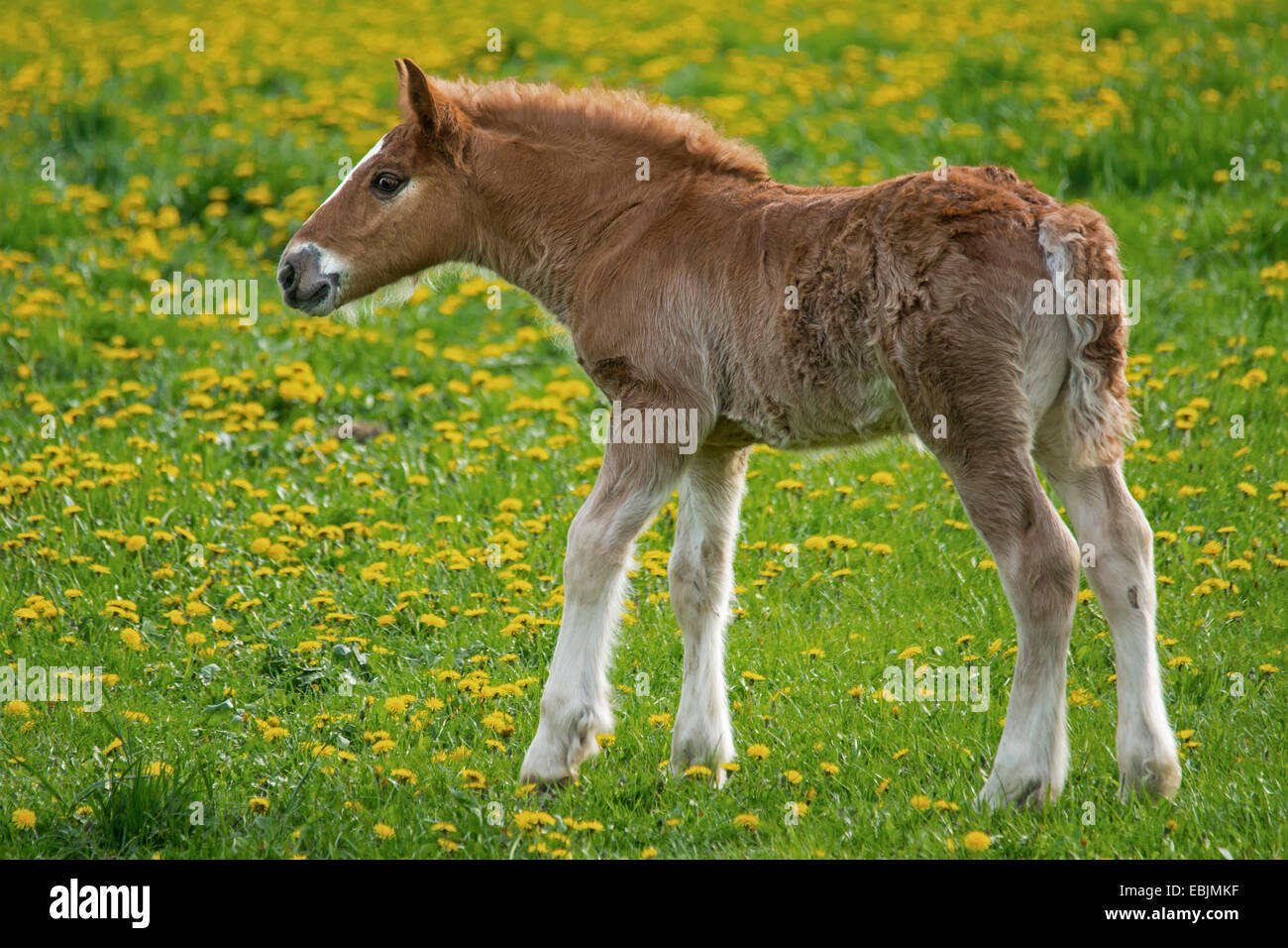 Le Cheval (Equus caballus przewalskii. f), plusieurs jours poulain dans un pré, en Allemagne, en Rhénanie du Nord-Westphalie Banque D'Images