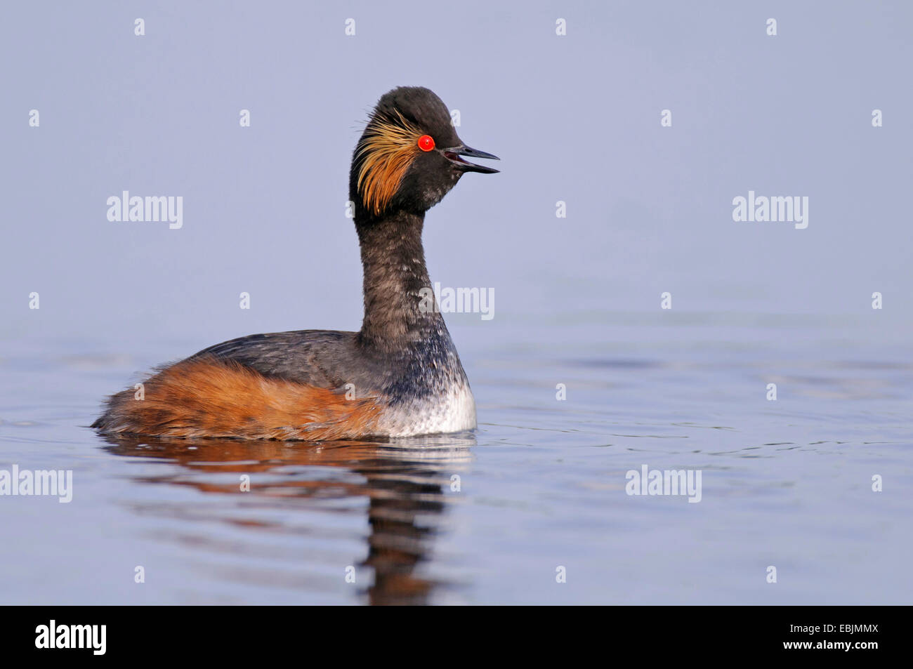 Grèbe à cou noir (Podiceps nigricollis), appelant, en Allemagne, en Basse-Saxe Banque D'Images