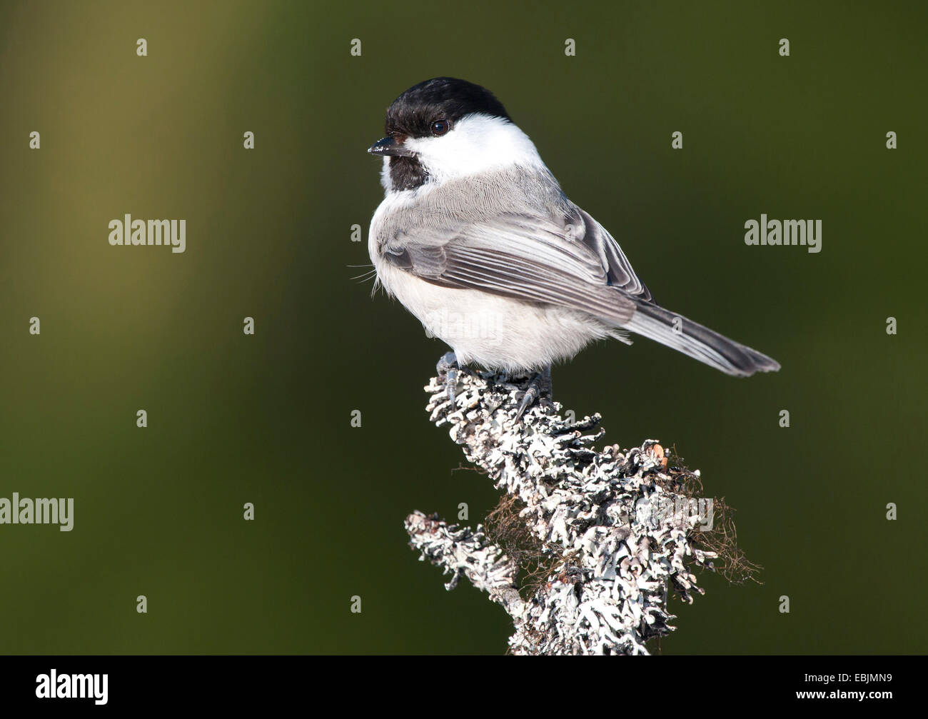 Willow Tit (Parus montanus), assis sur une branche, Allemagne Banque D'Images