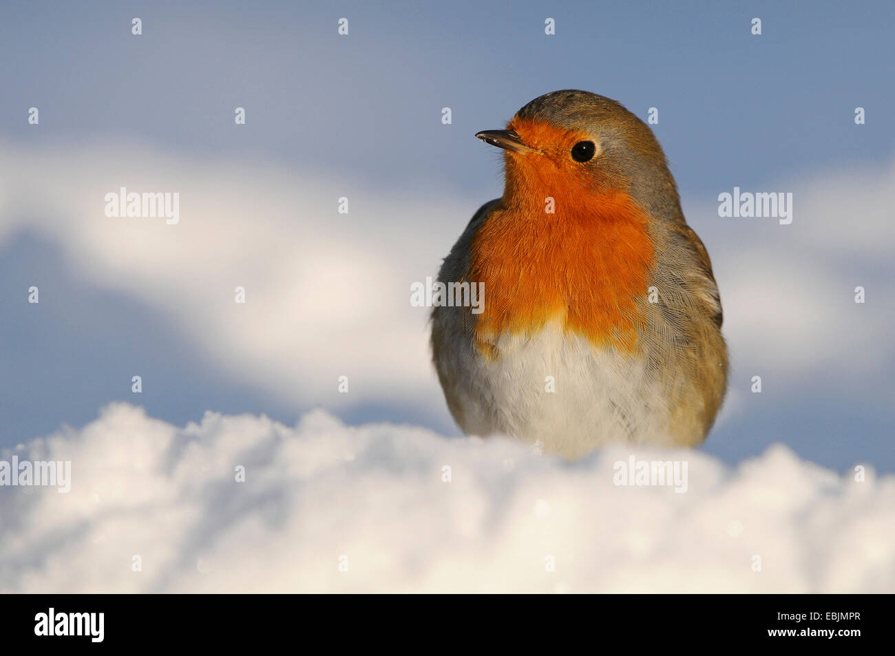 European robin (Erithacus rubecula aux abords), sitting in snow, ALLEMAGNE, Basse-Saxe Banque D'Images