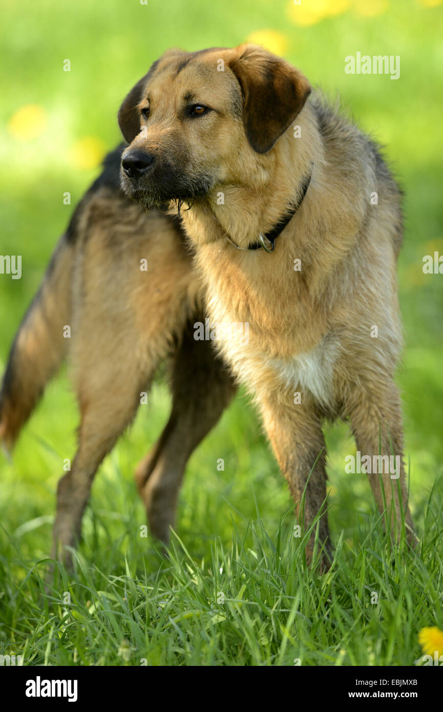 Dog (Canis lupus f. familiaris), Standing in meadow, Allemagne Banque D'Images