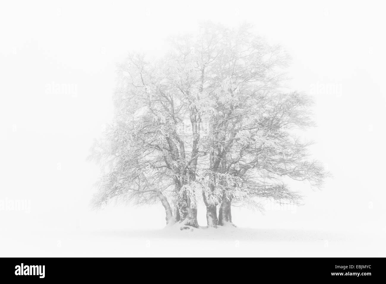 Le hêtre commun (Fagus sylvatica), grove dans un épais brouillard dans un paysage de prairie couverte de neige, Suisse Banque D'Images