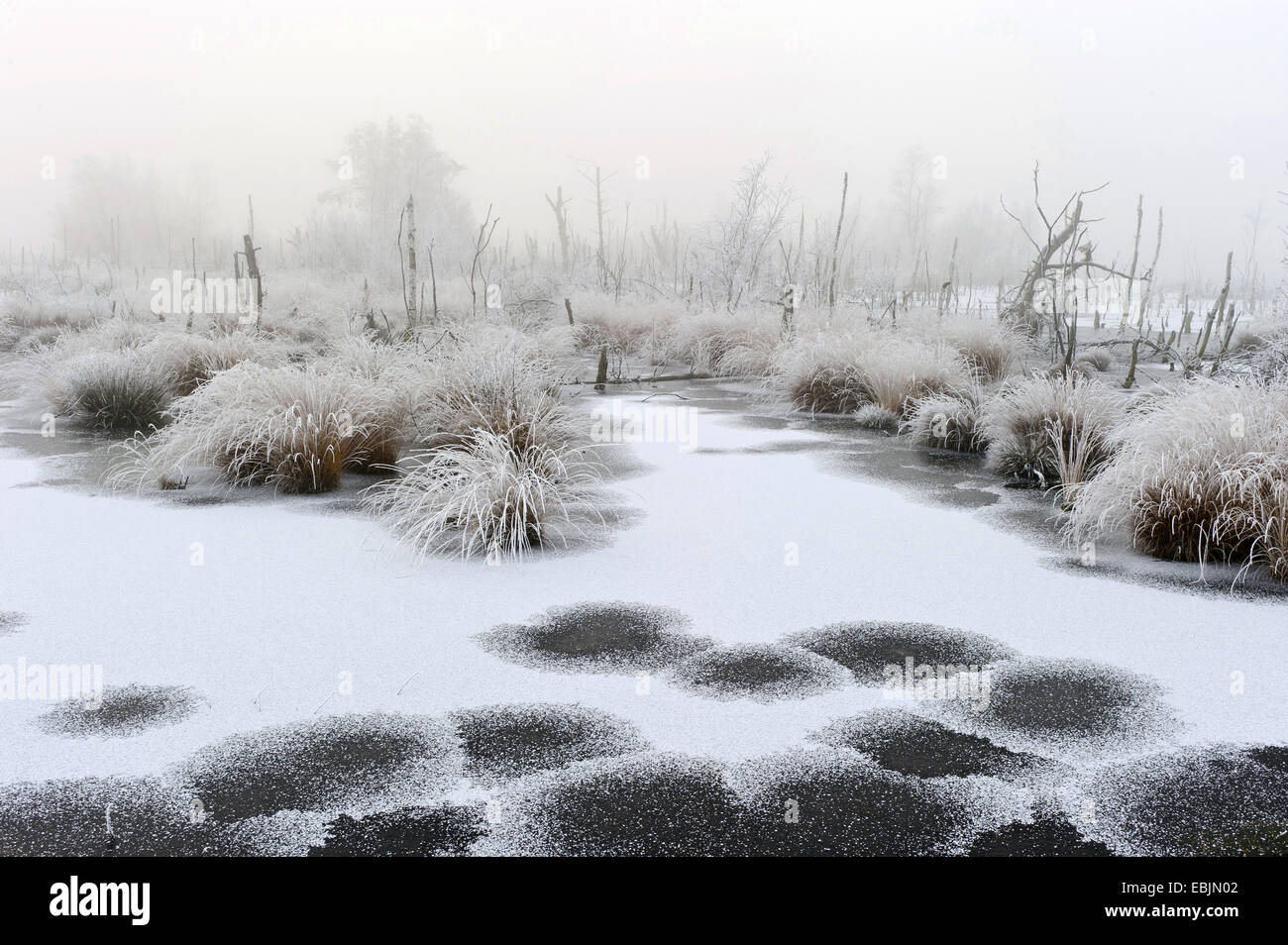 (Eriophorum linaigrette de spec.), vue sur la neige-couvertes Goldenstedter Moor avec bouleaux meurent après la renaturation, ALLEMAGNE, Basse-Saxe, Goldenstedter Moor Banque D'Images