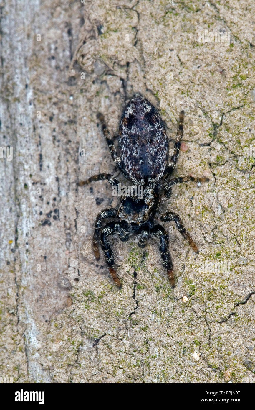 Marpissa muscosa (salticidae, Marpissa rumpfii), femme assise sur l'écorce, Allemagne Banque D'Images