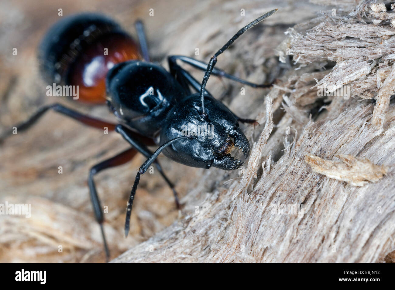 Fourmi Camponotus ligniperdus (, Camponotus ligniperda), la reine se nourrit de bois pourri, Allemagne Banque D'Images