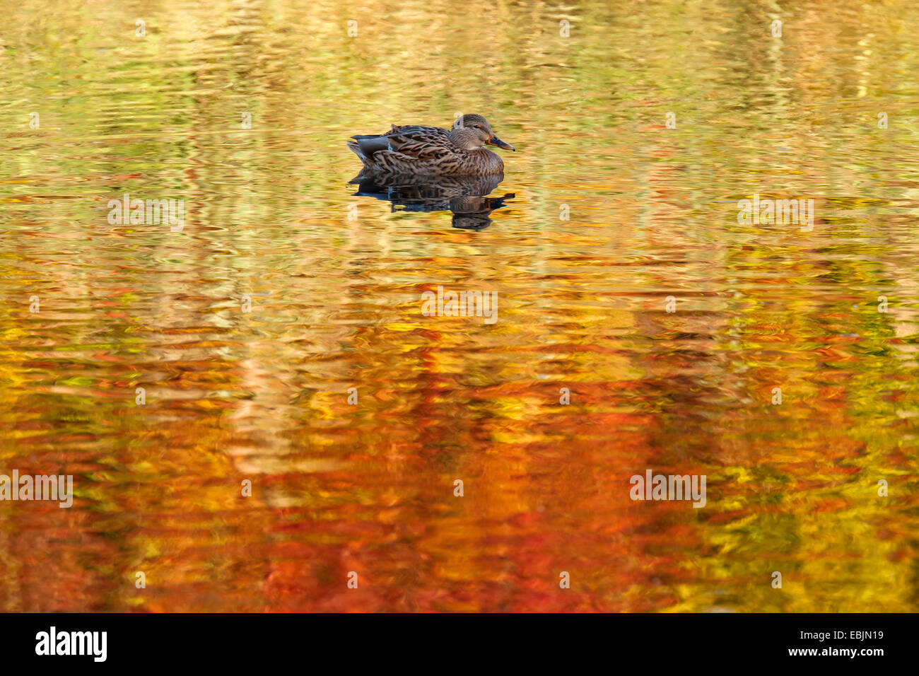 Le Canard colvert (Anas platyrhynchos), natation sur un étang, automne arbres se reflétant dans l'eau, de l'Allemagne, Rhénanie du Nord-Westphalie Banque D'Images